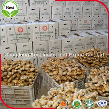 Low Prices Chinese Fresh Ginger Air Dried Ginger